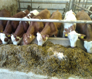 Fresserstall